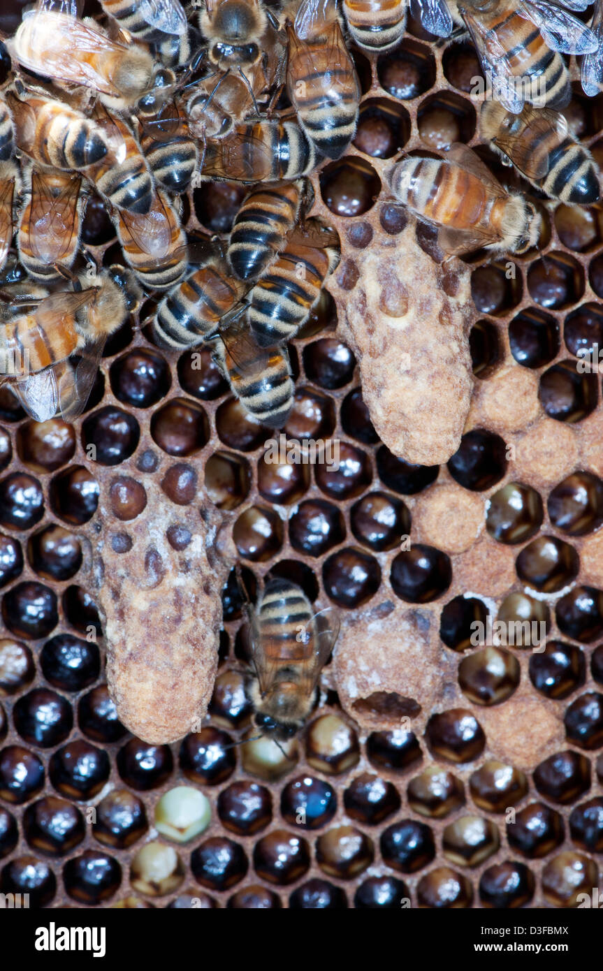 queen cells in a honey bee colony Stock Photo