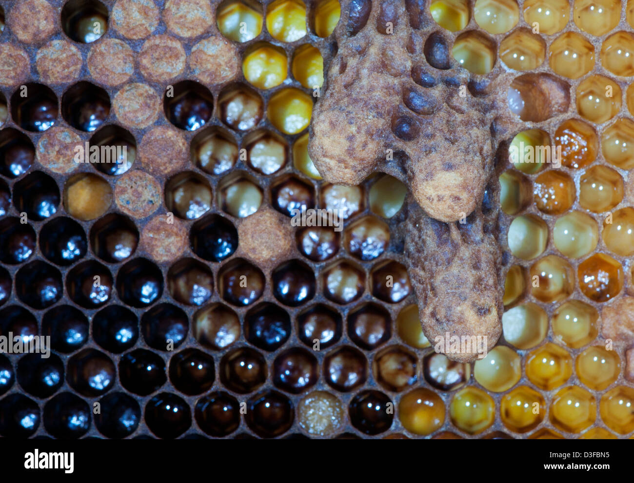 queen cells in a honey bee colony Stock Photo