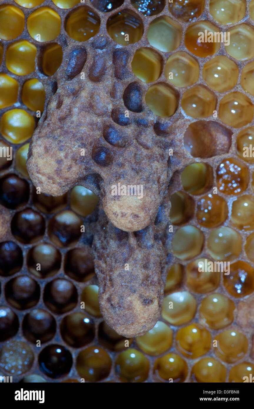 queen cells in a honey bee colony Stock Photo