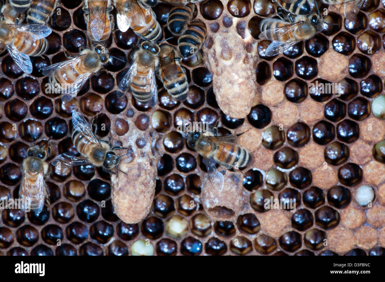 queen cells in a honey bee colony Stock Photo