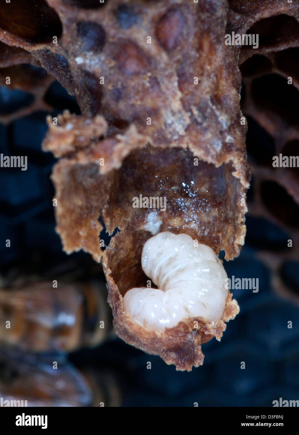 queen cells in a honey bee colony Stock Photo