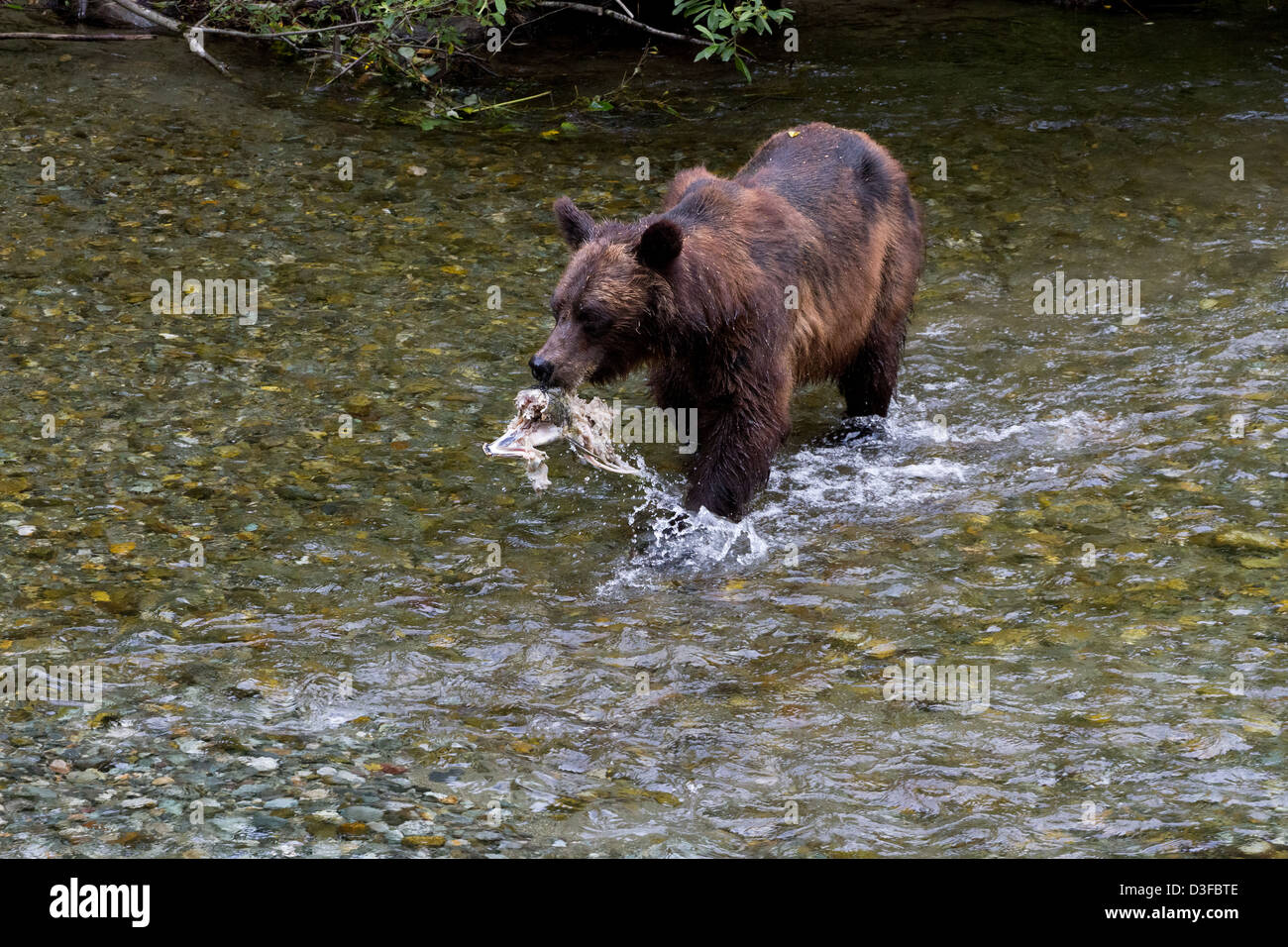 Grizzly bear Catching Salmon at hyder Alaska Stock Photo - Alamy