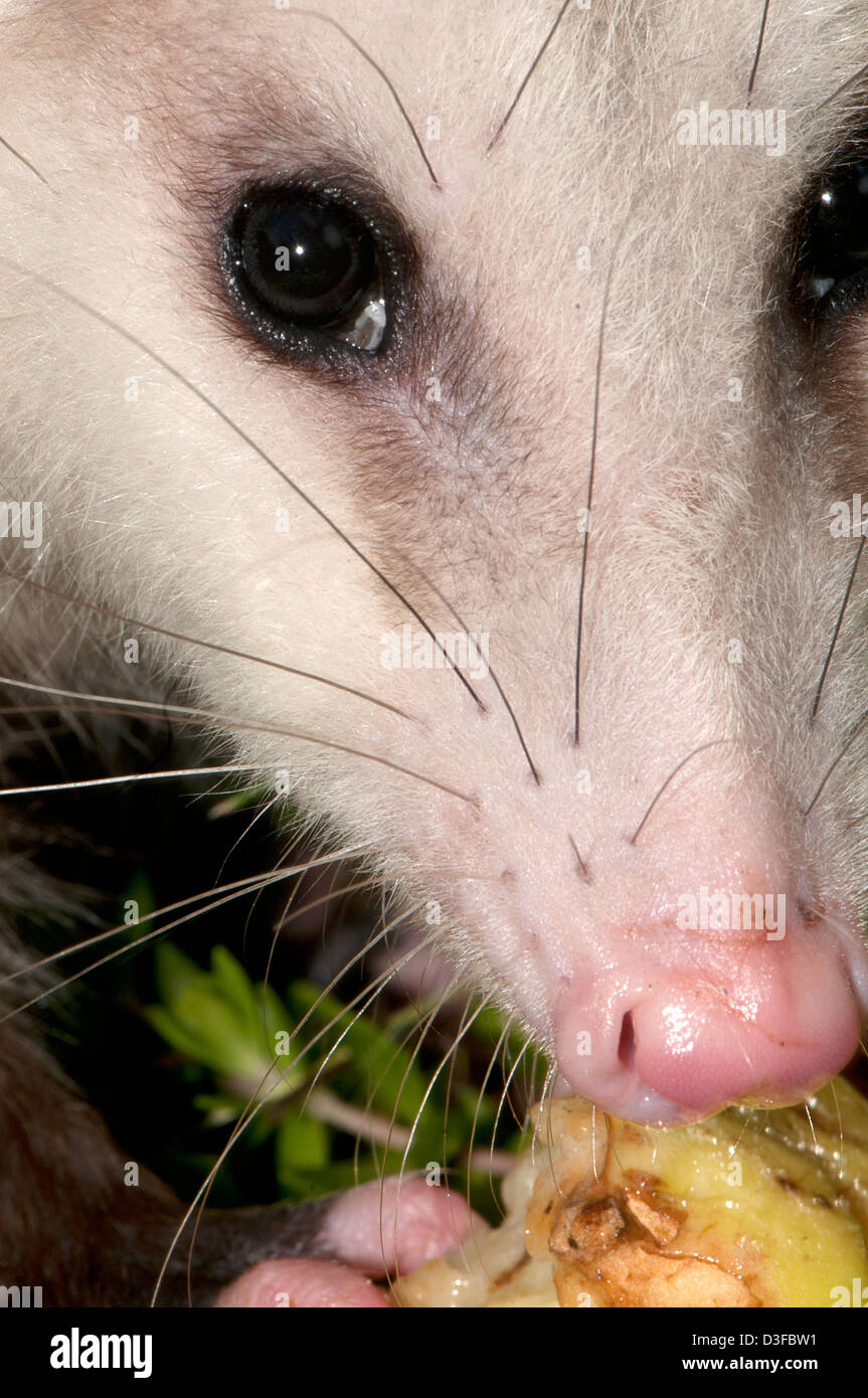 Young male Virginia opossum, Didelphis virginiana Stock Photo