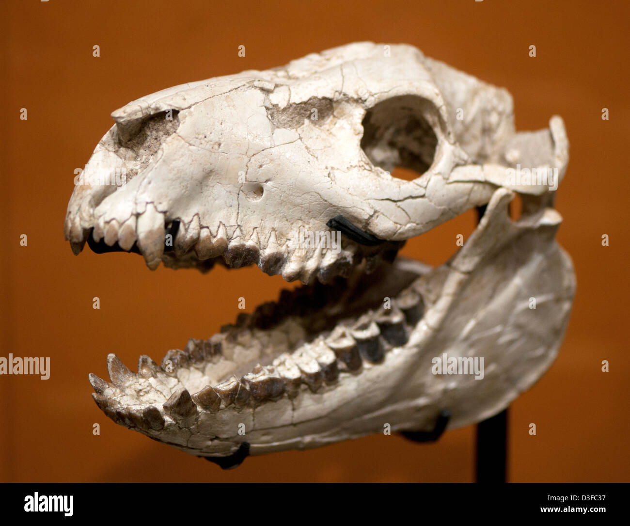 Fossil skull of an Oreodont, Mesoreodon sp., an extinct hoofed mammal Stock Photo