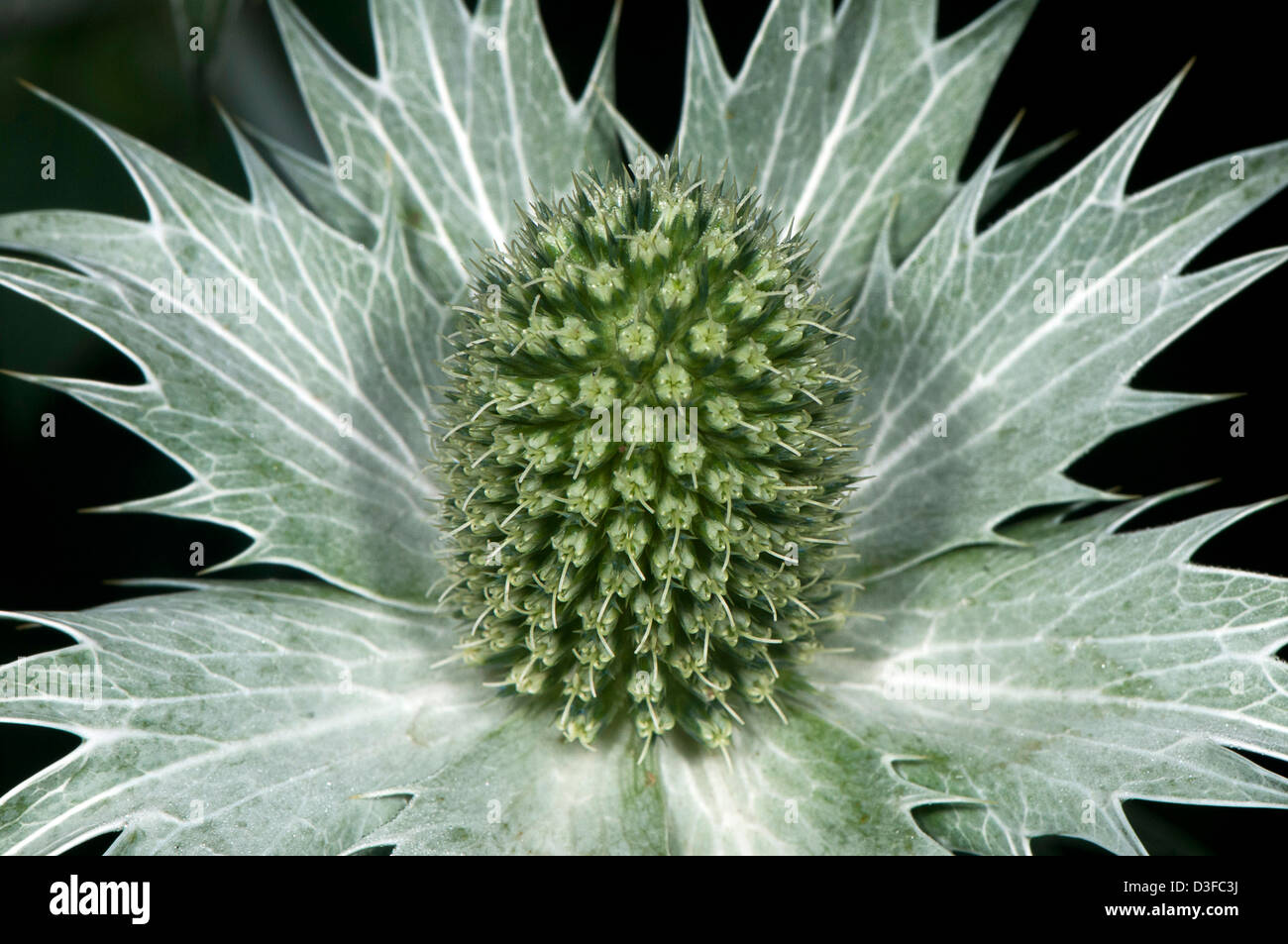 Eryngium flower Stock Photo