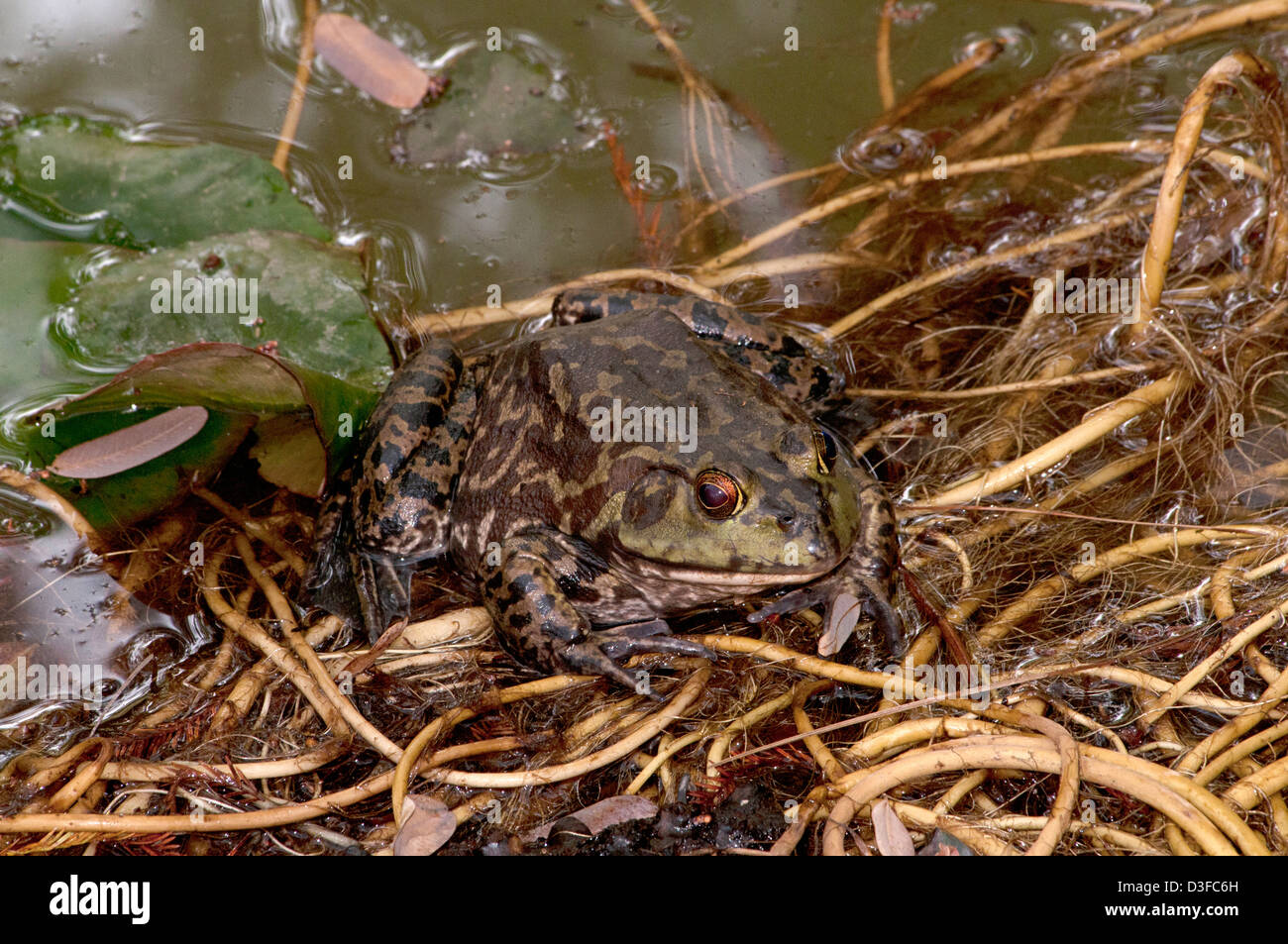 Invasive frog species photographed in a park in Riverside, California Stock Photo