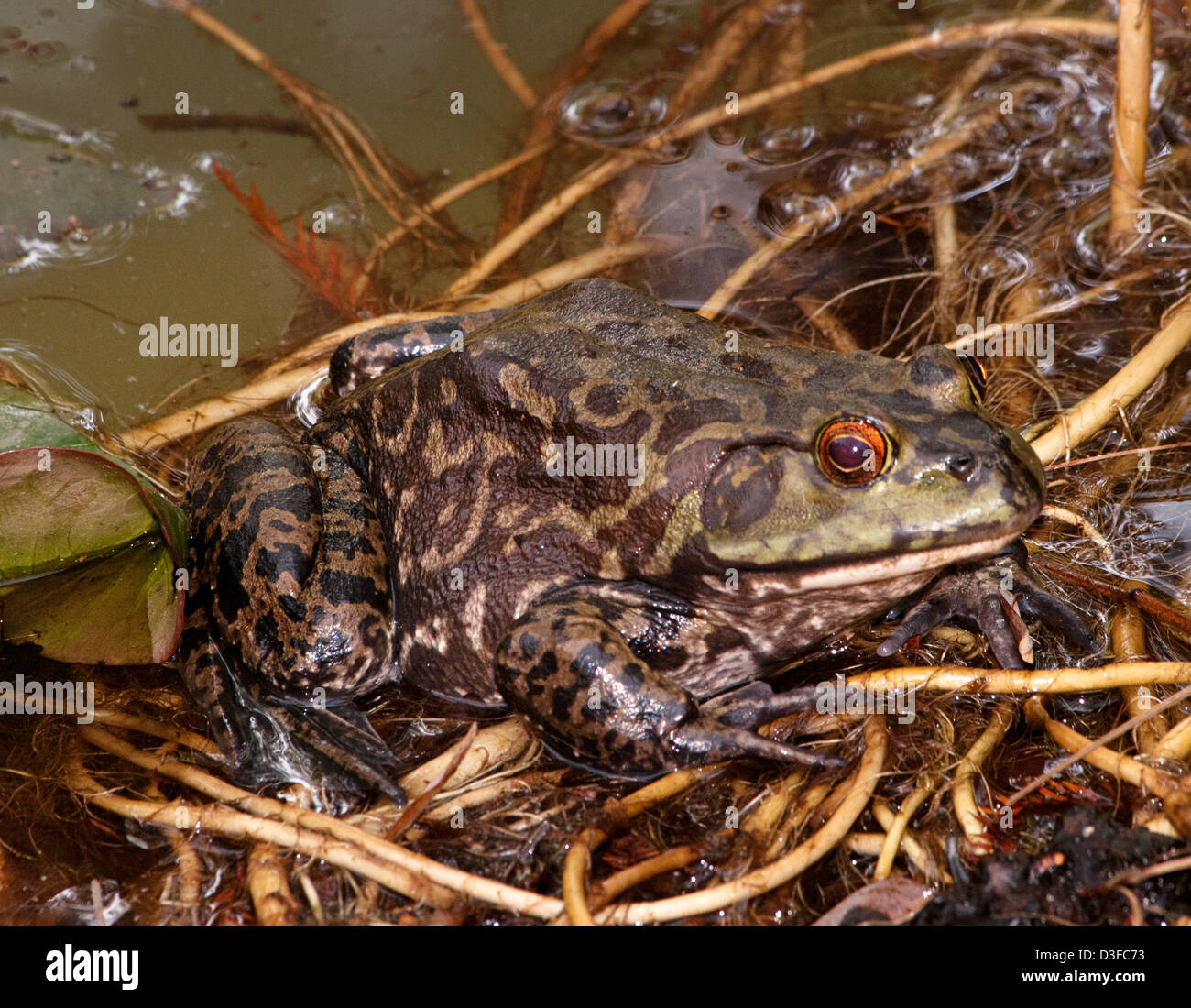 Invasive frog species photographed in a park in Riverside, California Stock Photo