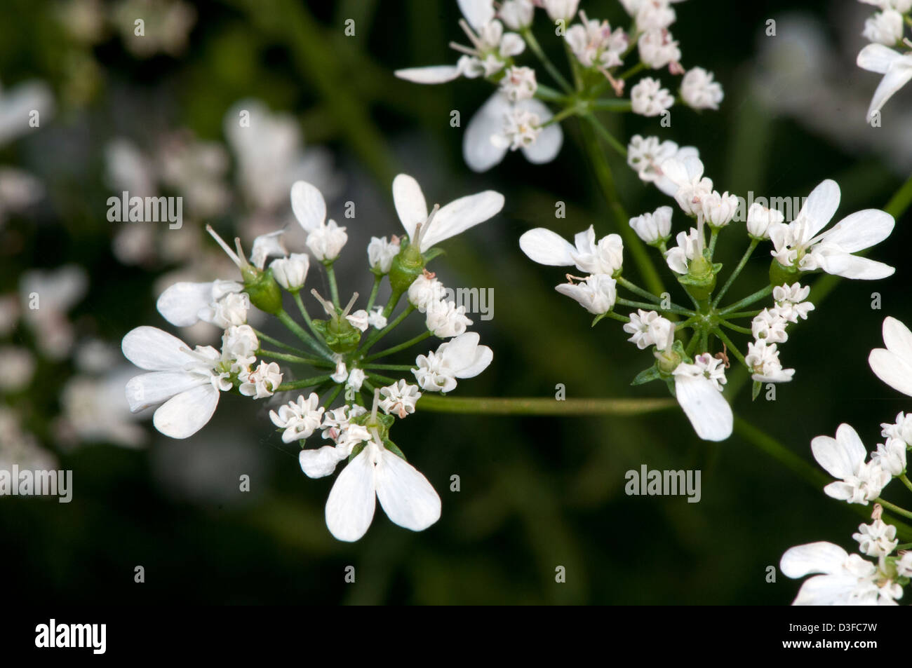 Coriander, Coriandrum sativum, a spice Stock Photo Alamy