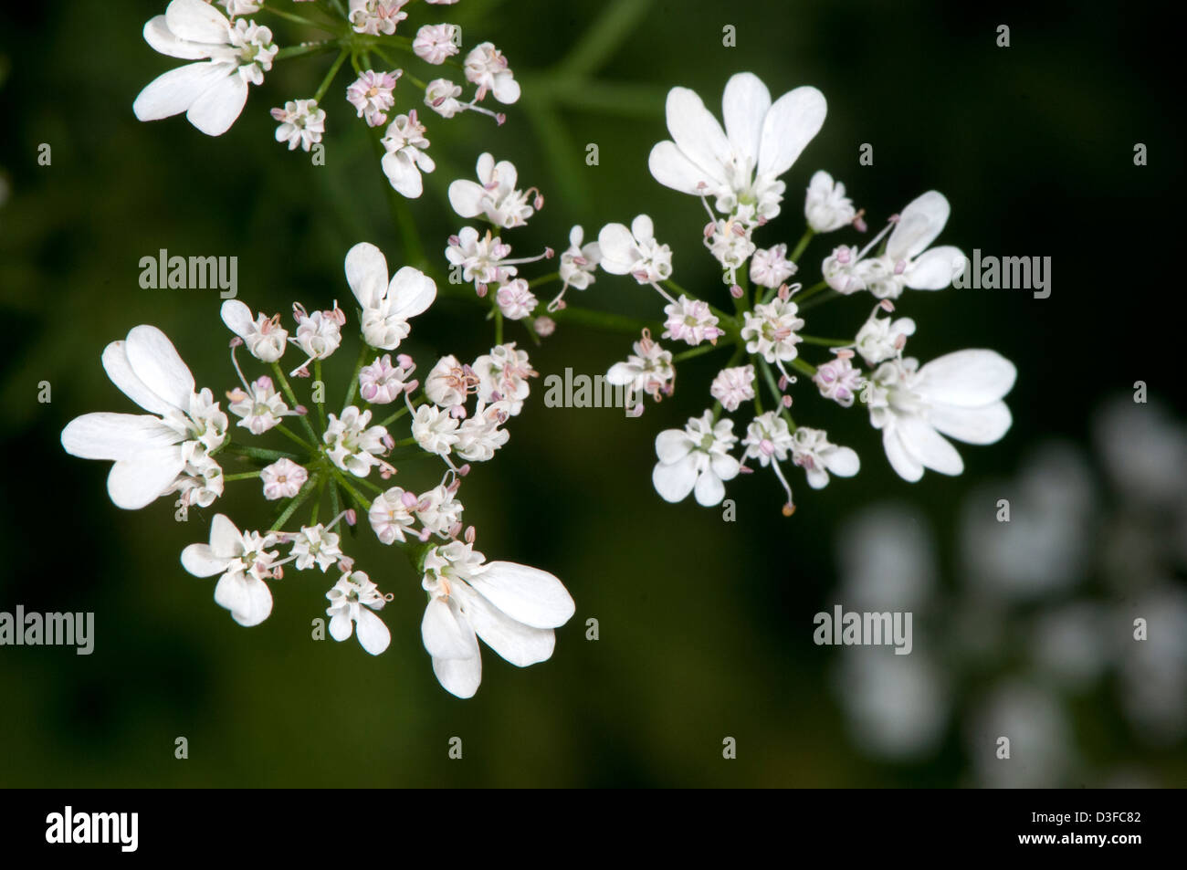 Coriander (Coriandrum sativum), a spice Stock Photo Alamy