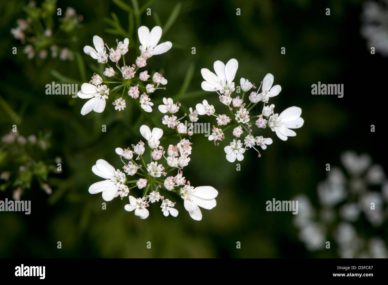 Coriander (Coriandrum sativum), a spice Stock Photo Alamy