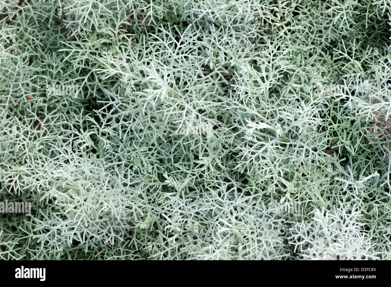 Curlicue wormwood, Artemesia hybrid, Seafoam cultivar Stock Photo