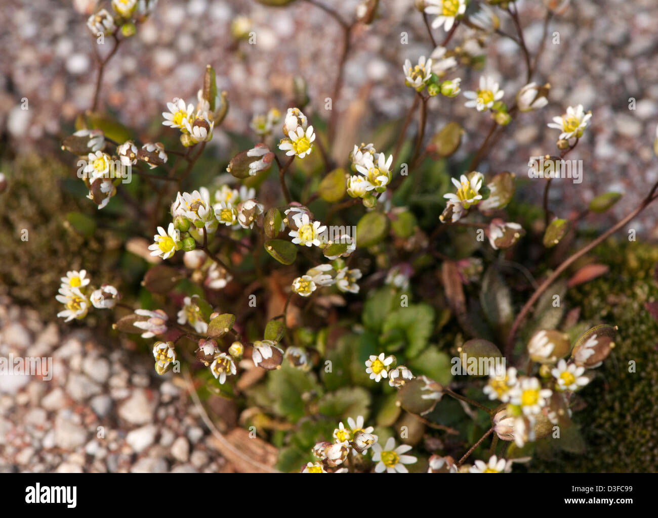 Spring draba (Draba verna, synonym Erophila verna) Stock Photo