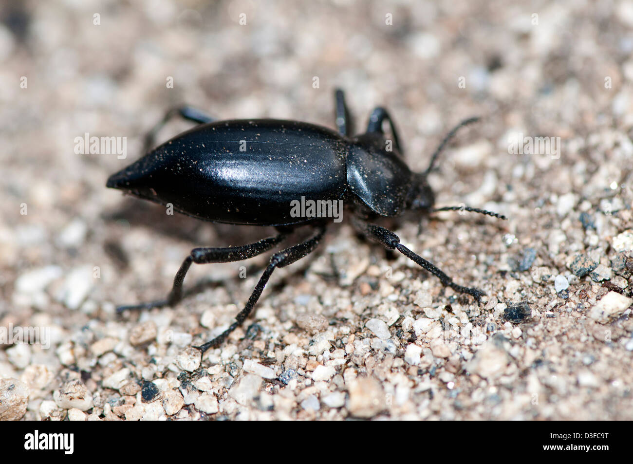 Pinacate beetle or stink beetle, a species of darkling beetle in the genus Eleodes Stock Photo