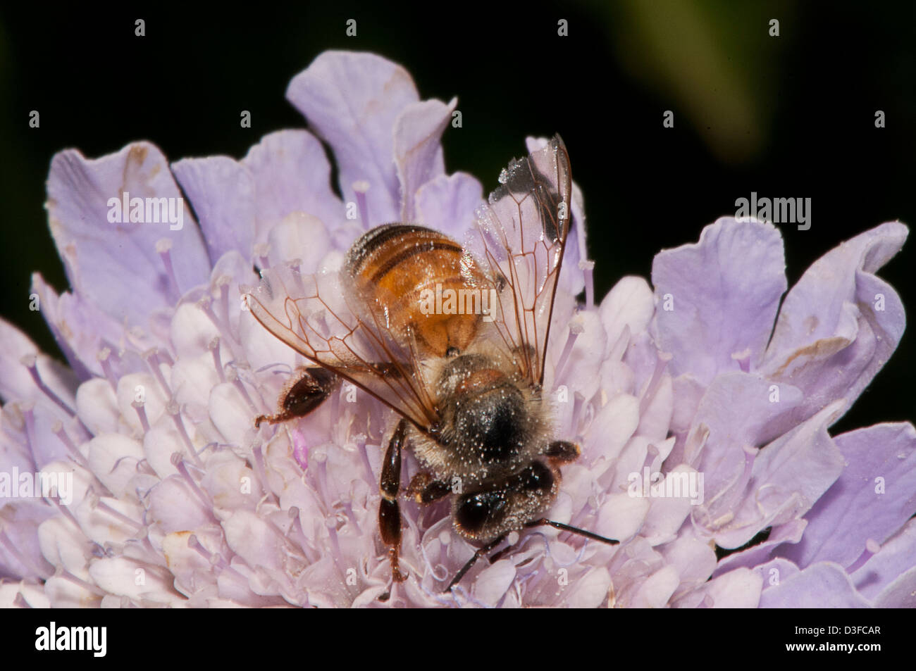 Honey bee foraging for nectar on a flower Stock Photo