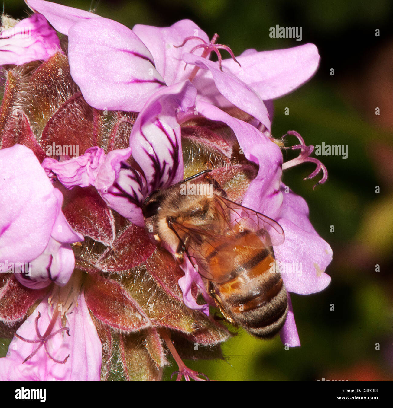 honey bee foraging on a Rose geranium Stock Photo