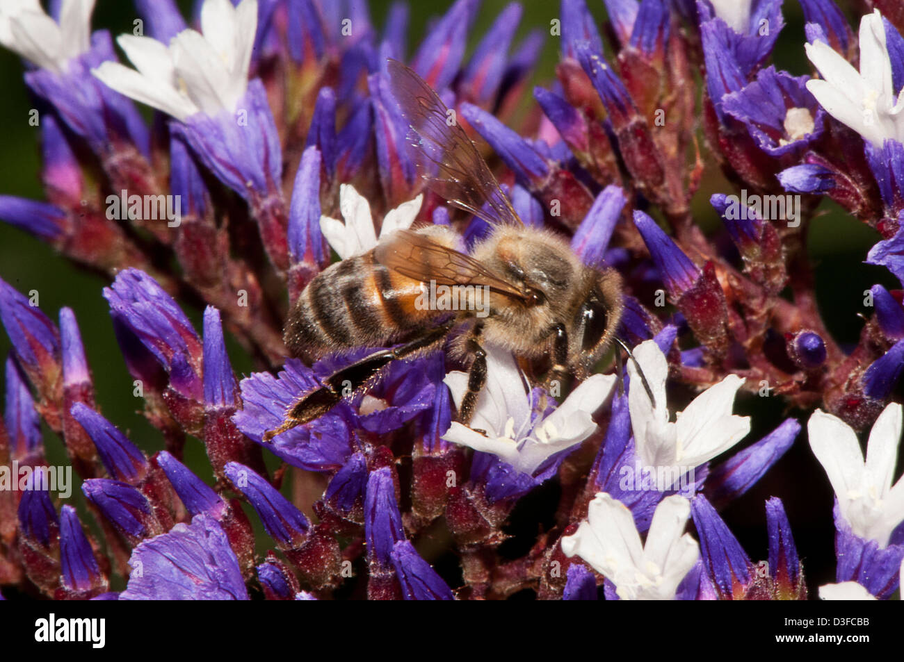 honey bee foraging on sea lavendar flowers Stock Photo
