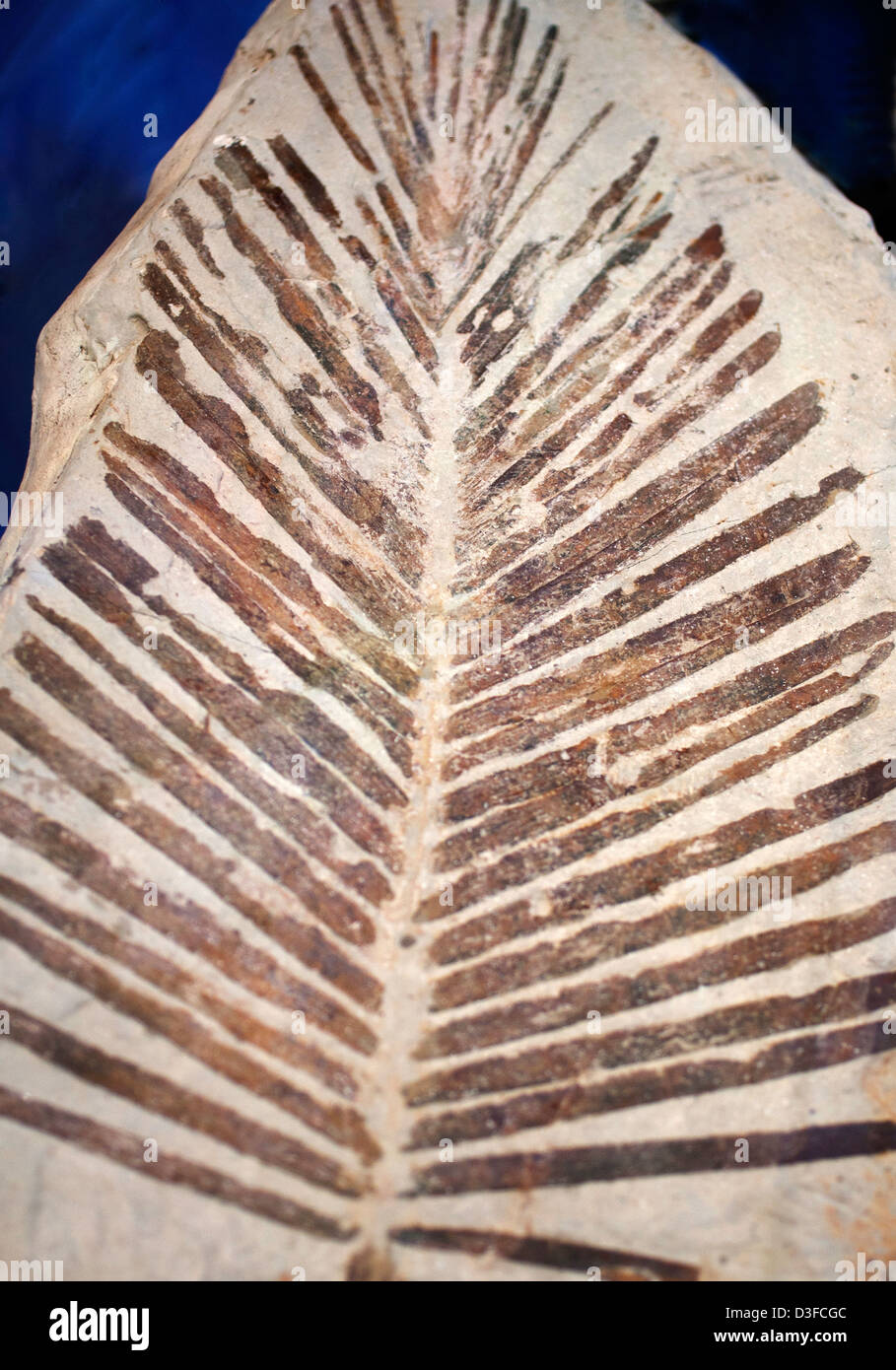 Cycad leaf impression fossil Stock Photo