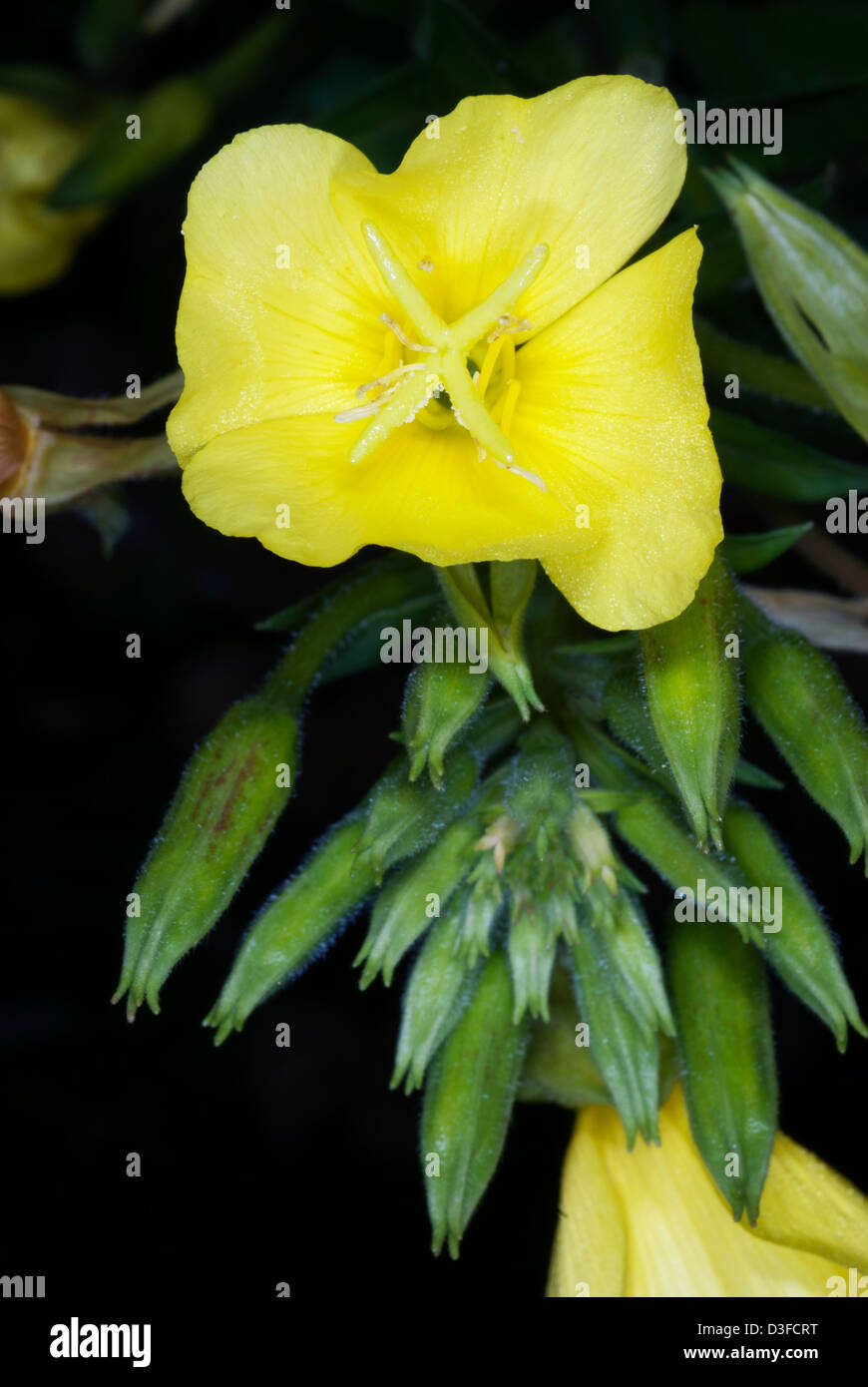 evening primrose, Oenothera Stock Photo