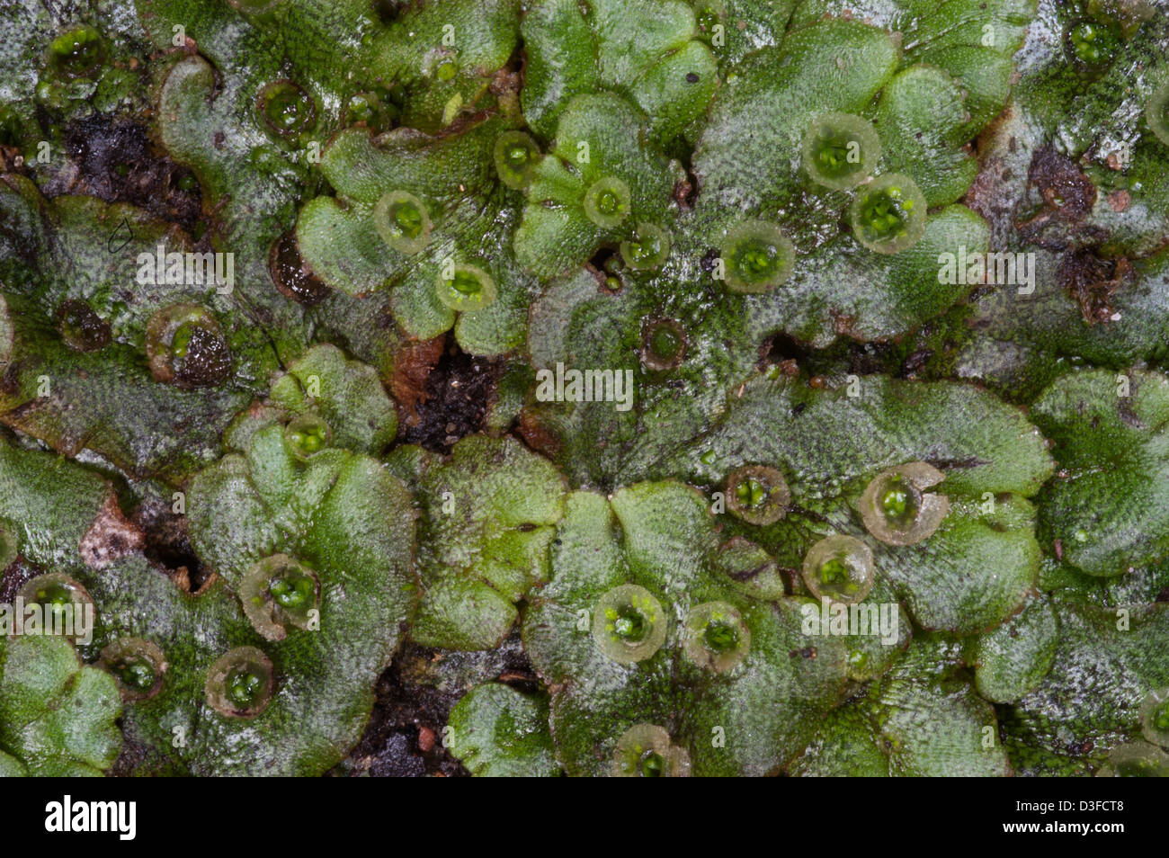 Vascular land plants hires stock photography and images Alamy