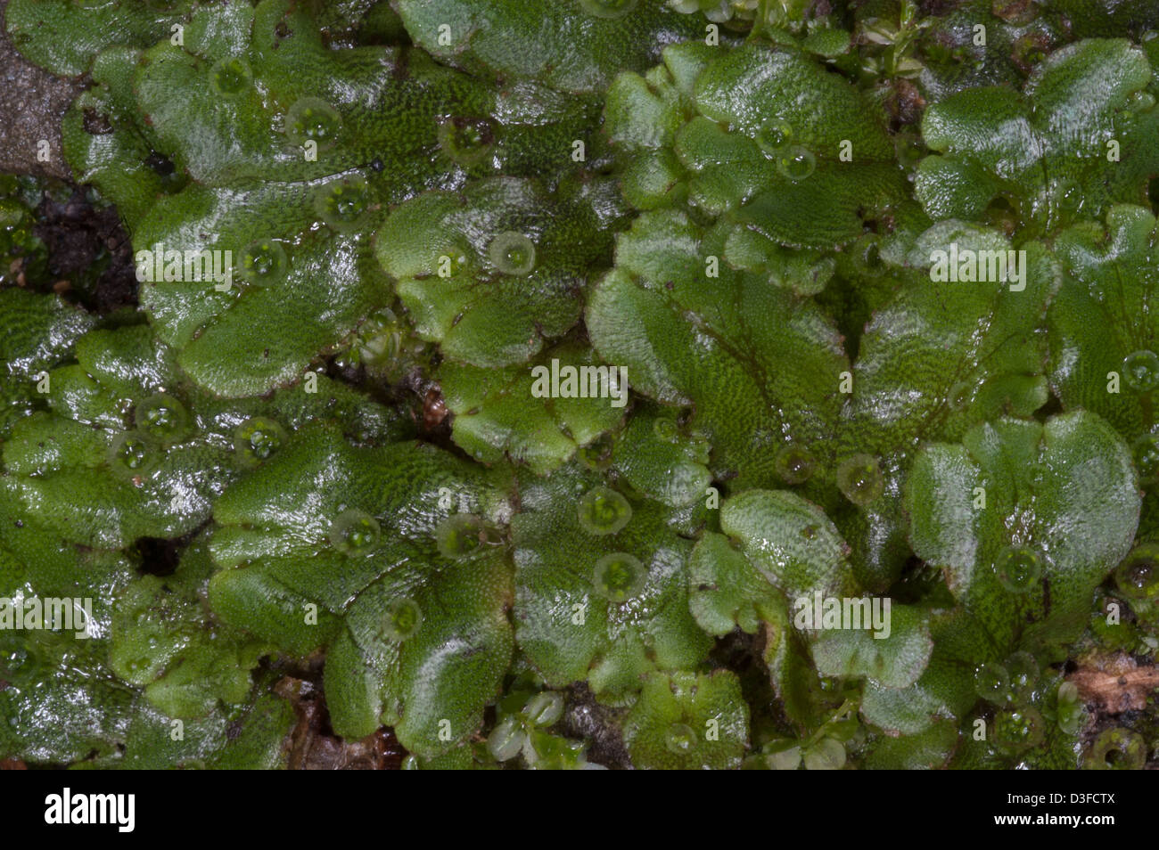 Nonvascular Plants Liverworts