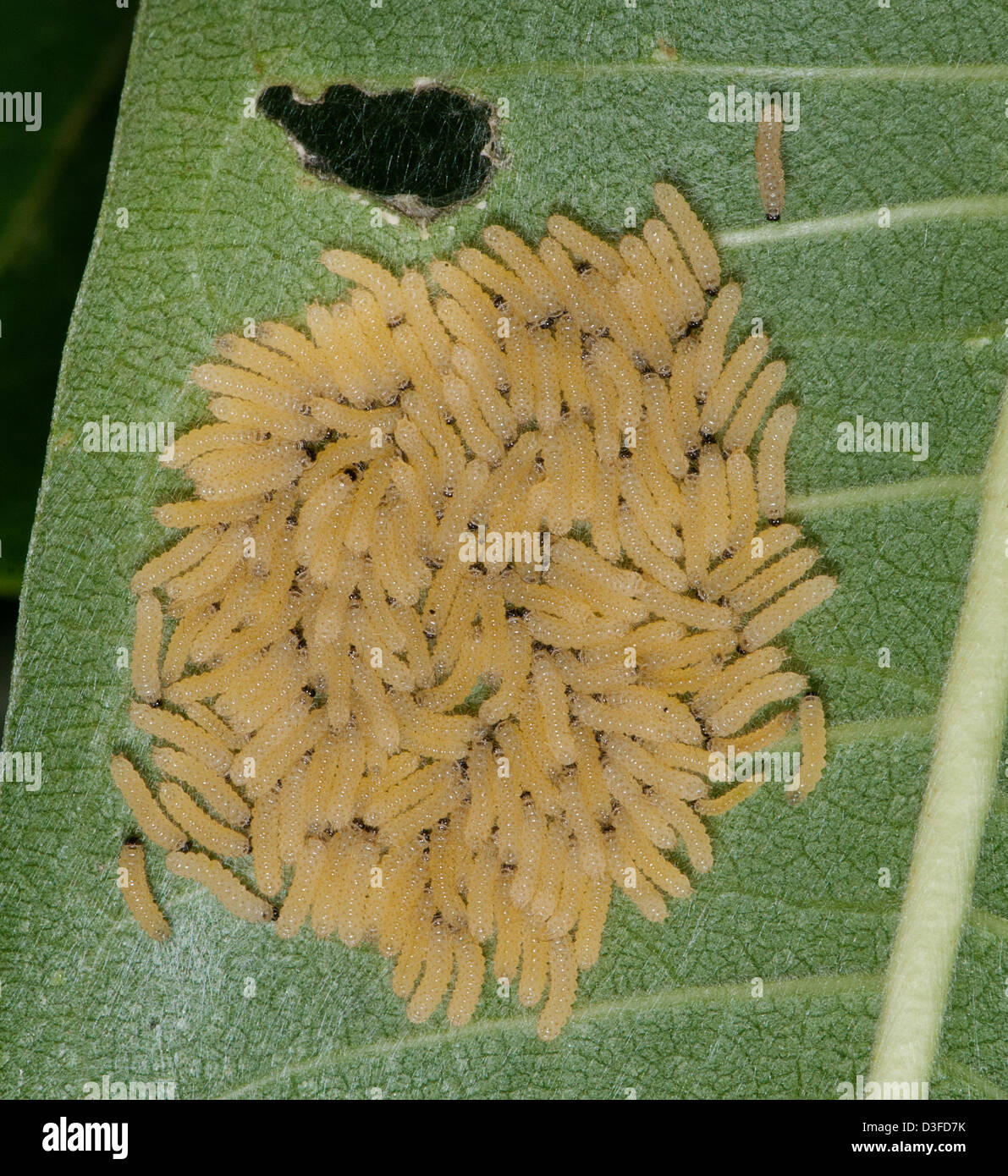 Early instar milkweed tussock moths eat milkweed leaves Stock Photo
