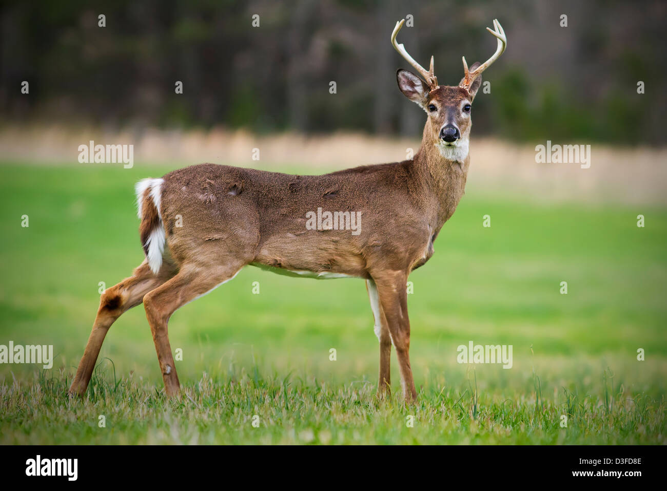 A large buck poses in an open field Stock Photo Alamy
