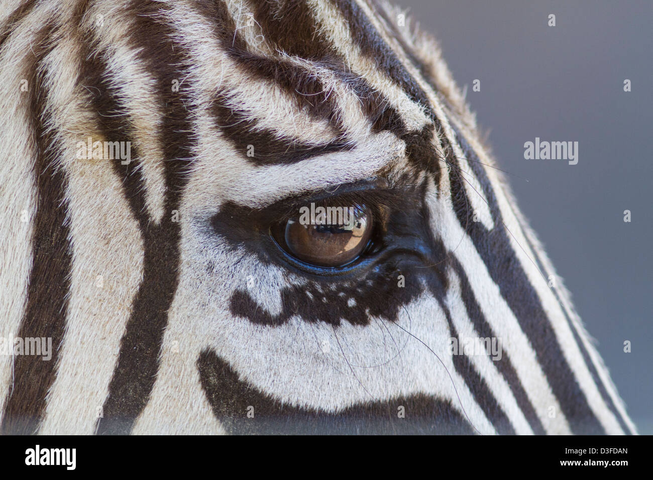 A closeup of a zebras eye and face Stock Photo