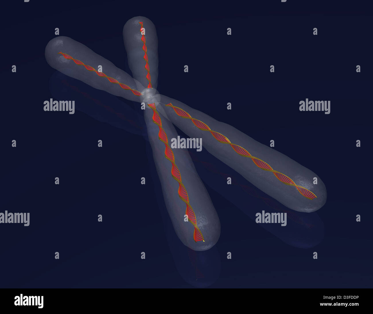 illustration of human chromosome Stock Photo - Alamy