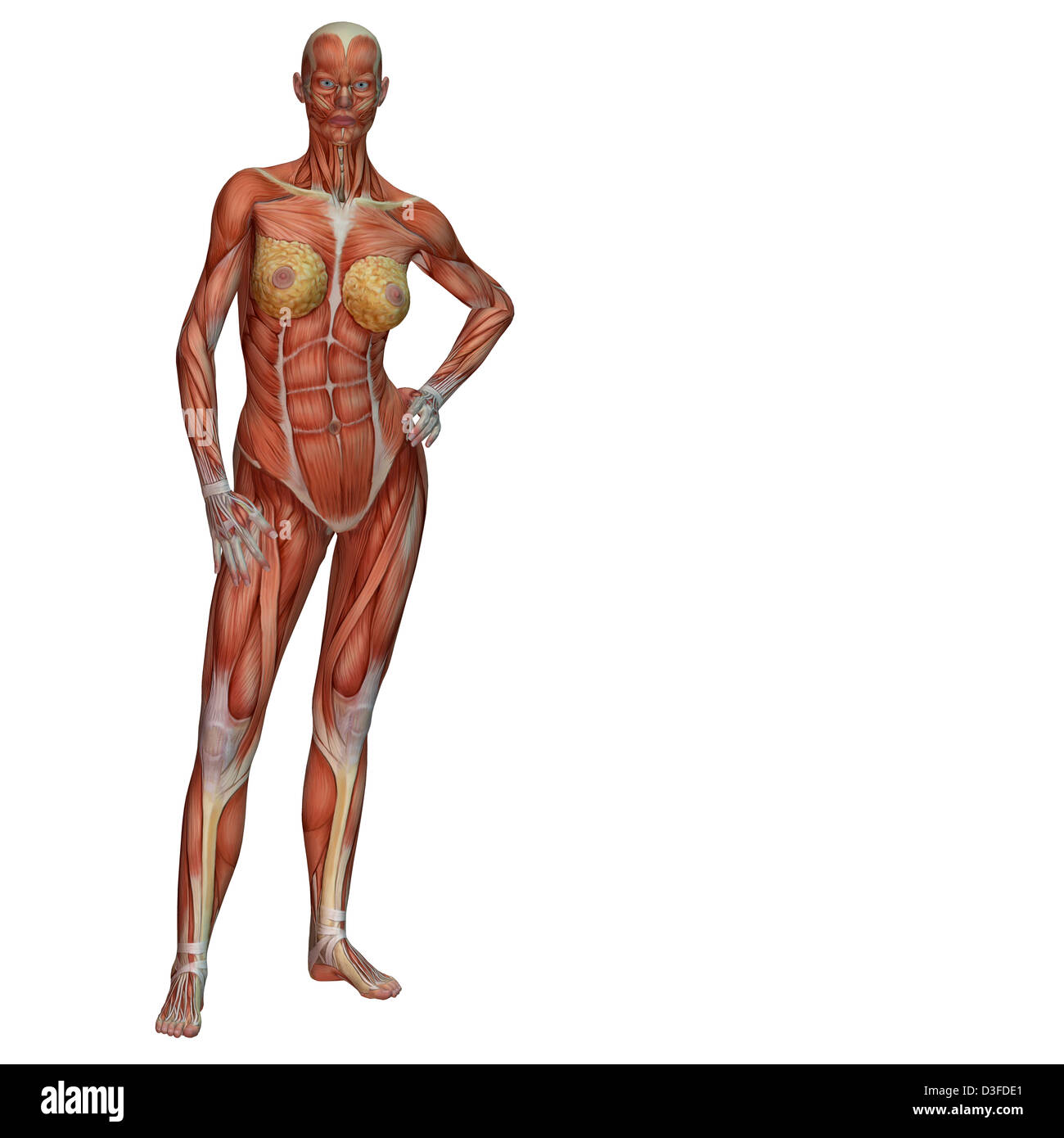female muscle anatomy Stock Photo