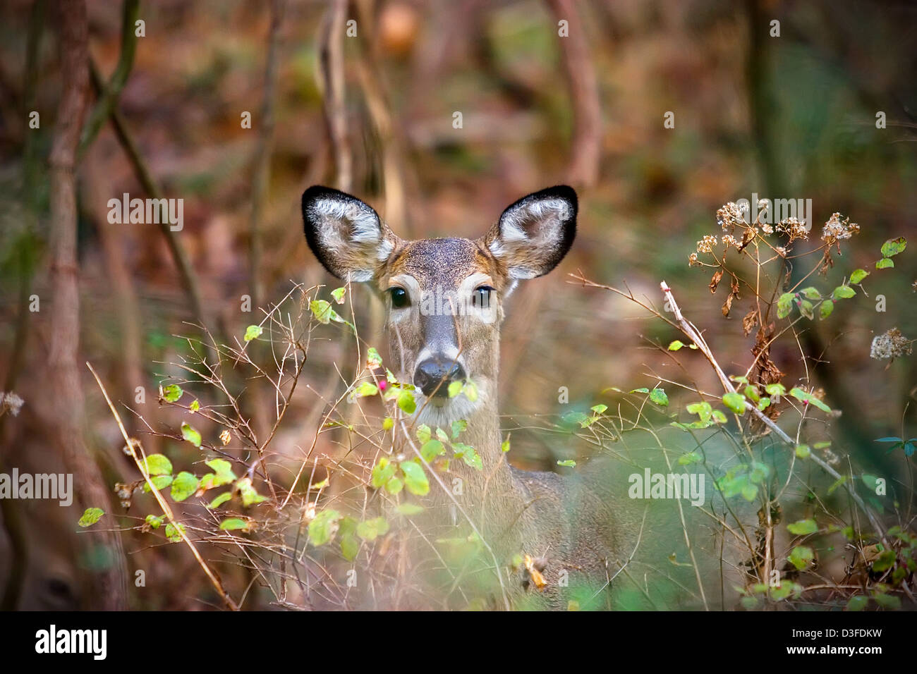 A young deer hides behind brush looking towards the camera Stock Photo