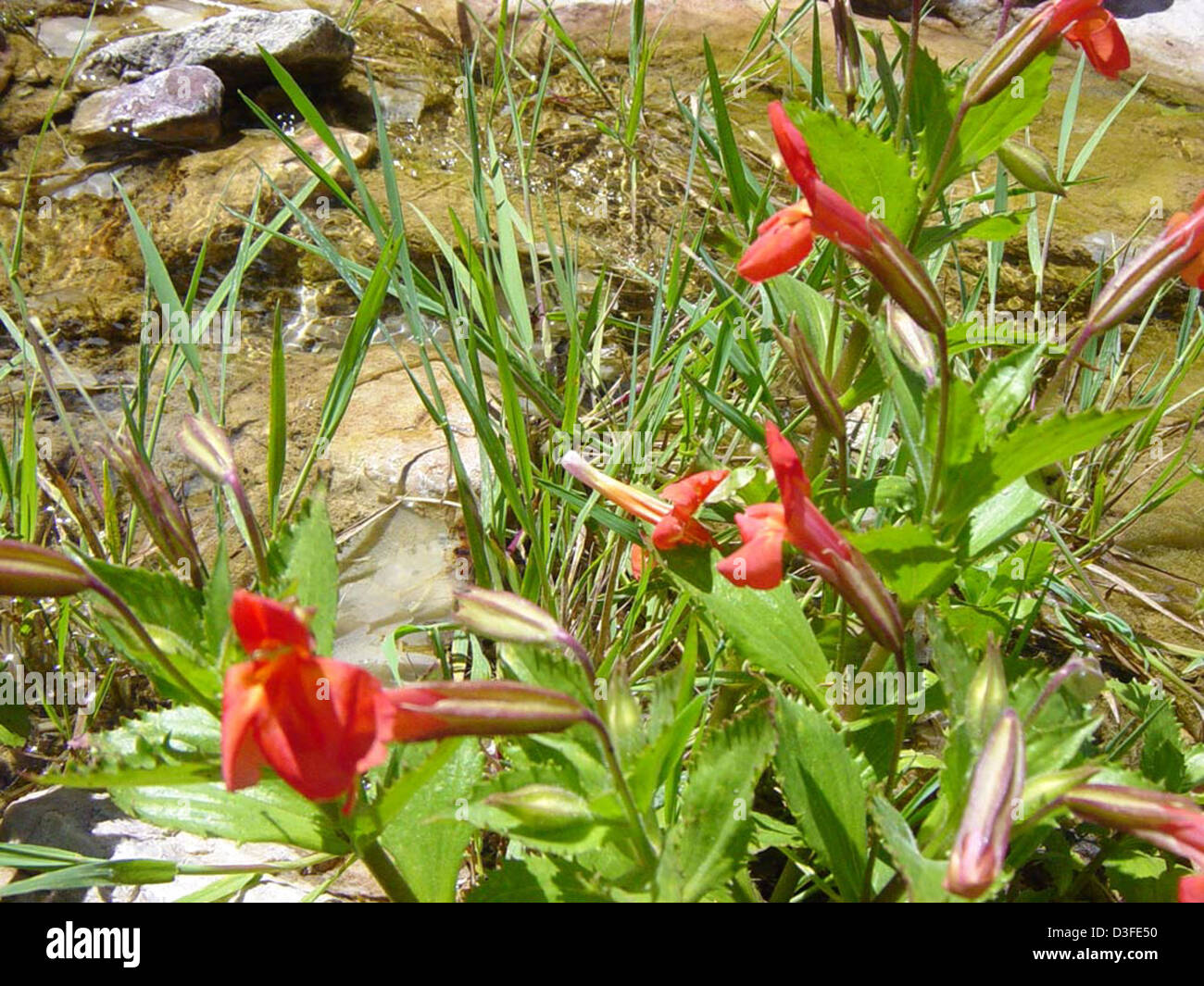 Scarlet Monkeyflower - Mimulus cardinalis Dougl Stock Photo