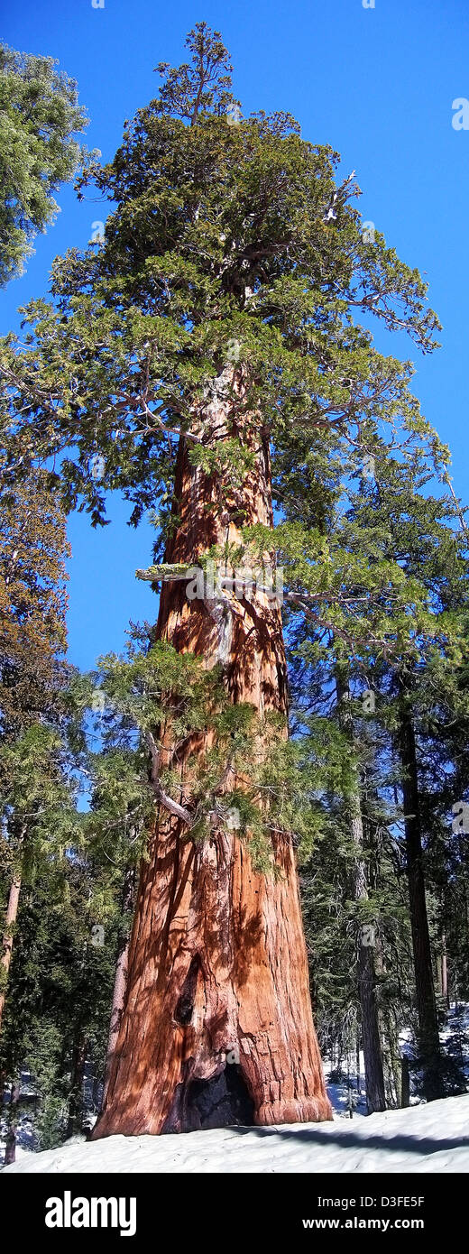 A giant sequoia tree Stock Photo Alamy