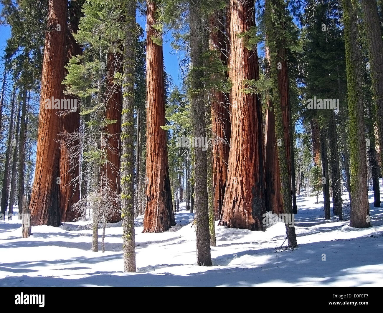 A grove of giant sequoia trees in winter. Stock Photo