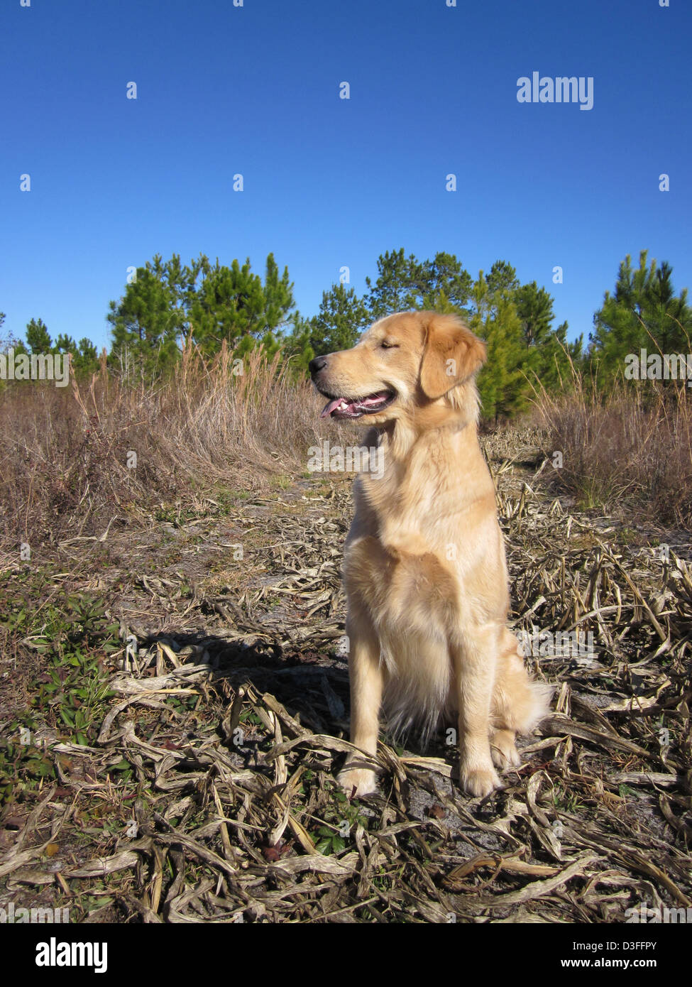 Golden retriever puppy Stock Photo - Alamy