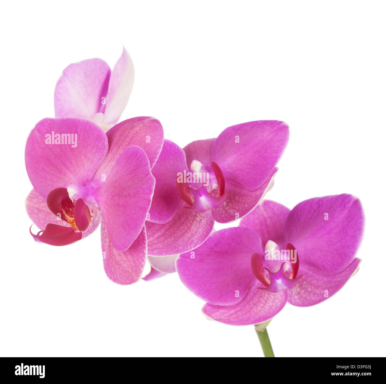 Pink orchid flowers. Isolated on white background Stock Photo - Alamy