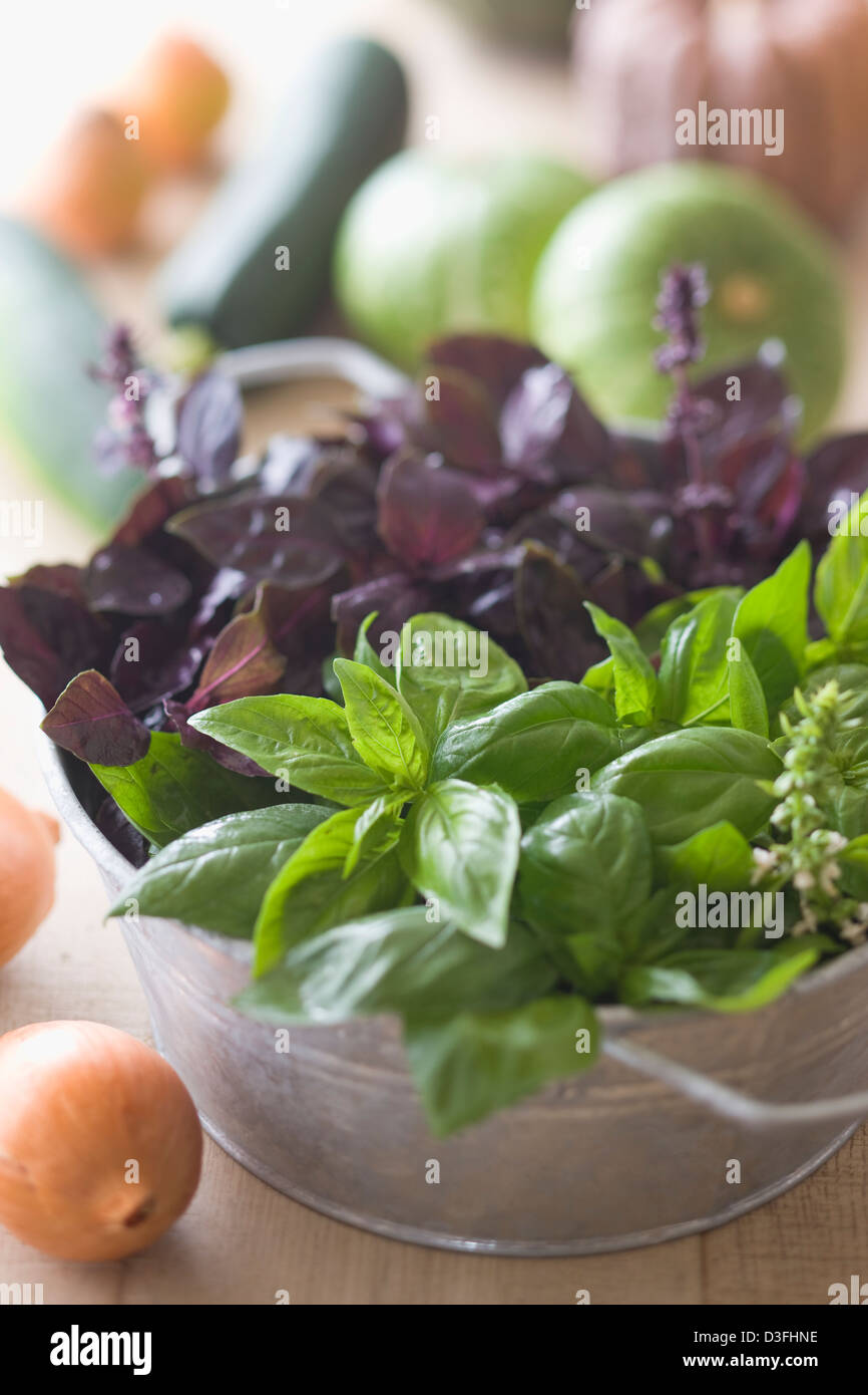 Green and Purple Basil Stock Photo - Alamy