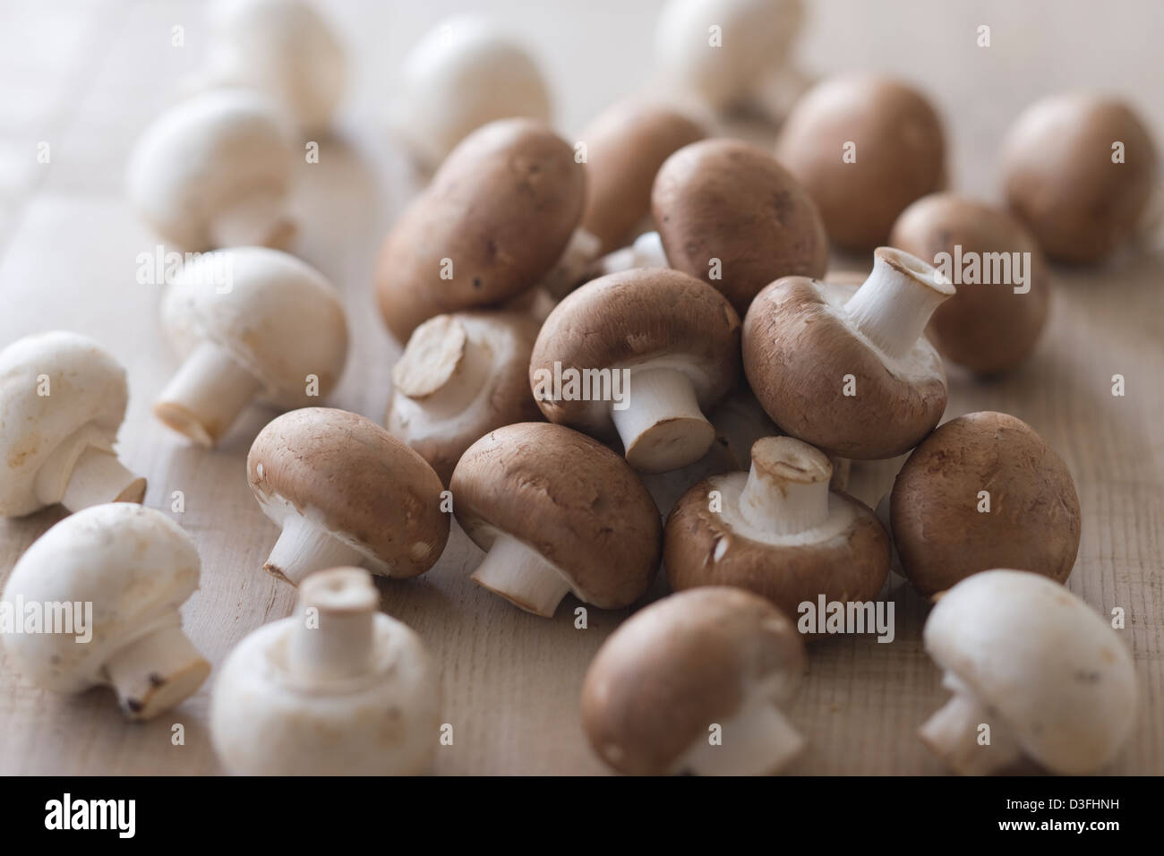 Brown and White Mushroom Stock Photo
