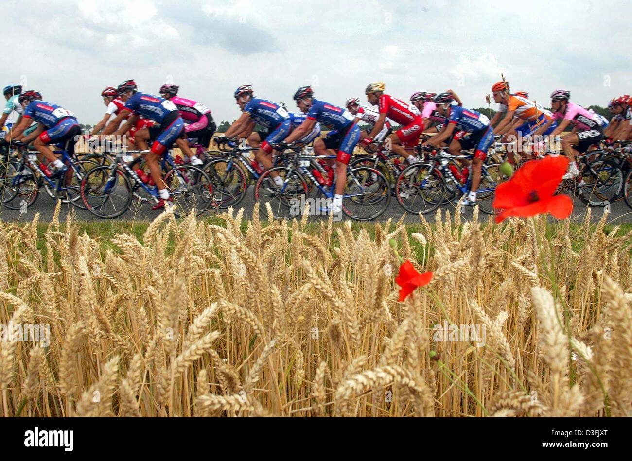 (dpa) - The pack of cyclists rides along a country lane through corn fields during the first stage of the Tour de France near Meaux, France, 6 July 2003. The first stage led from the Paris suburb of Montgeron to Meaux over a distance of 168 km. Stock Photo