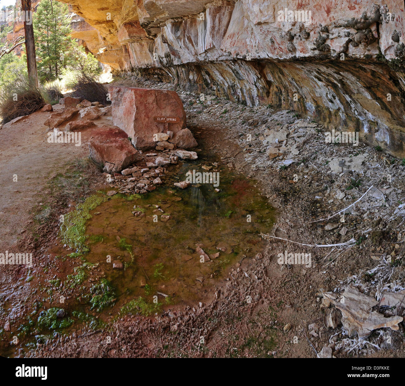 Grand canyon spring family hi-res stock photography and images - Alamy
