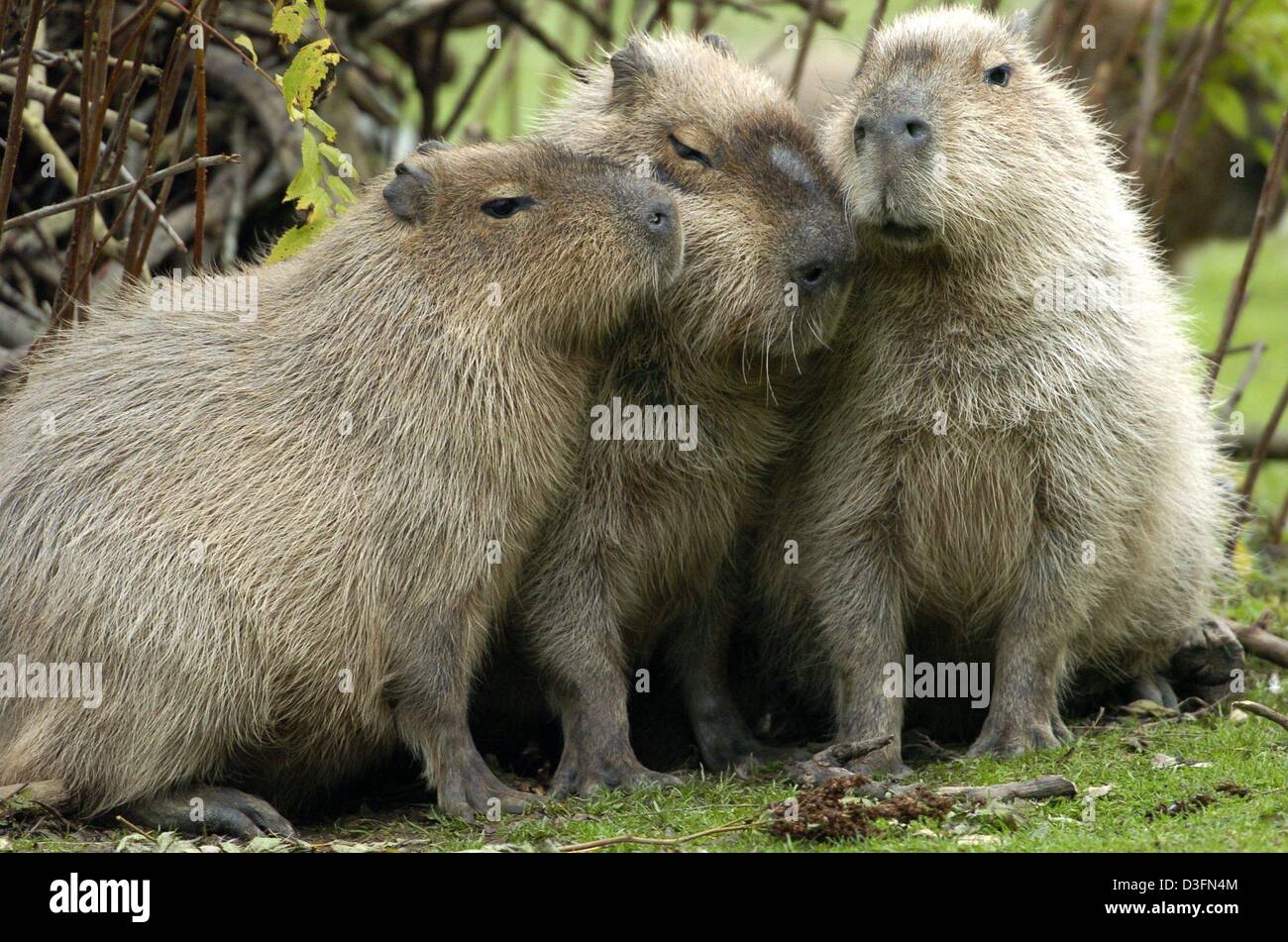 New male capybara settles in at Hellabrunn Zoo - Tierpark Hellabrunn