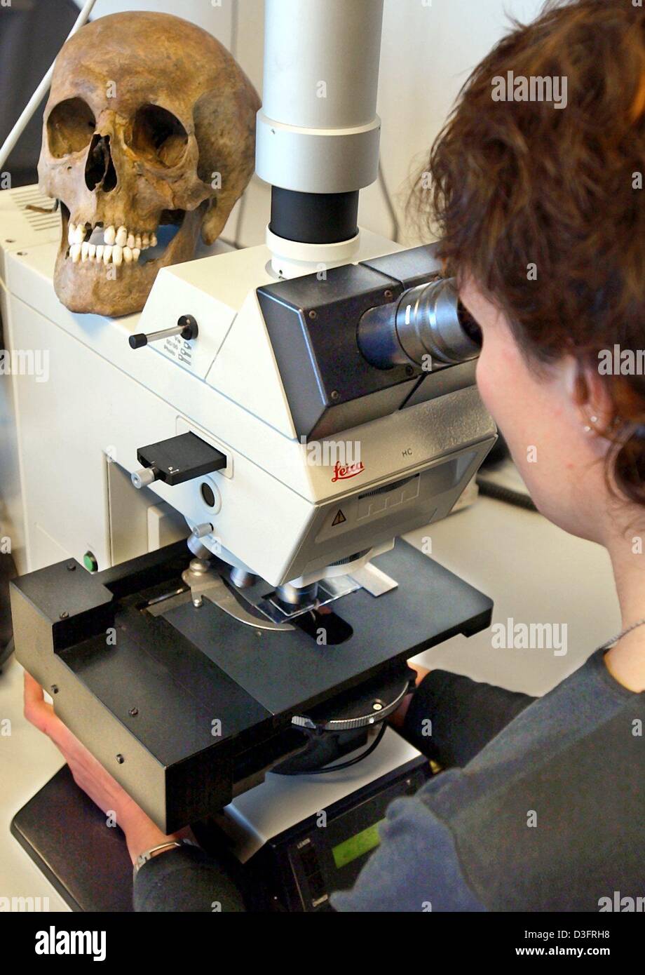 (dpa) - Uta Cleven examines the tooth of an unknown female at the Max-Planck institute for demographic research in Rostock, Germany, 28 February 2003. Determining the age of the dead person by examining the cement sedimentation of the dental root is the first step bevor she can start reconstructing the woman's face per computer. The face is reconstructed in 'puzzle work' starting f Stock Photo