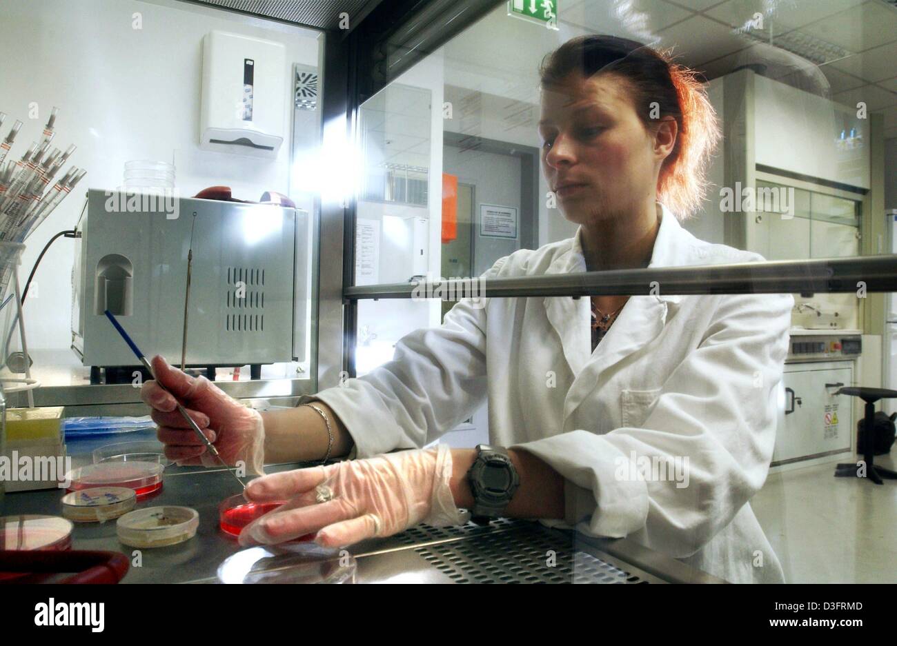 (dpa) - Student Susan Klebon conducts an experiment at the safety fume hood in the new genetic engineering lab at the University of Applied Sciences in Jena, eastern Germany, 22 January 2003.  Students majoring in genetic engineering, biotechnology, or pharmaceutical biotechnology can work in the modernly-equipped laboratory at the highest scientific level. Stock Photo