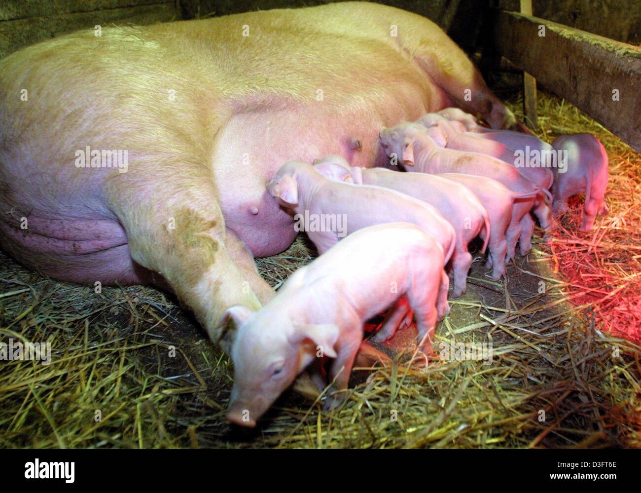 (dpa) - A sow lactates altogether 14 hungry piglets at a farm in Tennenbronn in the Black Forest, Germany, 20 February 2003. The three-and-a-half-year-old sow has given birth to a litter of 25 piglets in the night to 17 February. Six of the piglets died shortly after their birth. As the sow can lactate only 14 piglets, the other baby pigs were brought to another stable. The inoffic Stock Photo