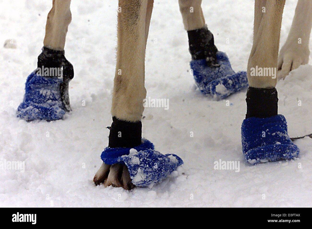 husky dog shoes