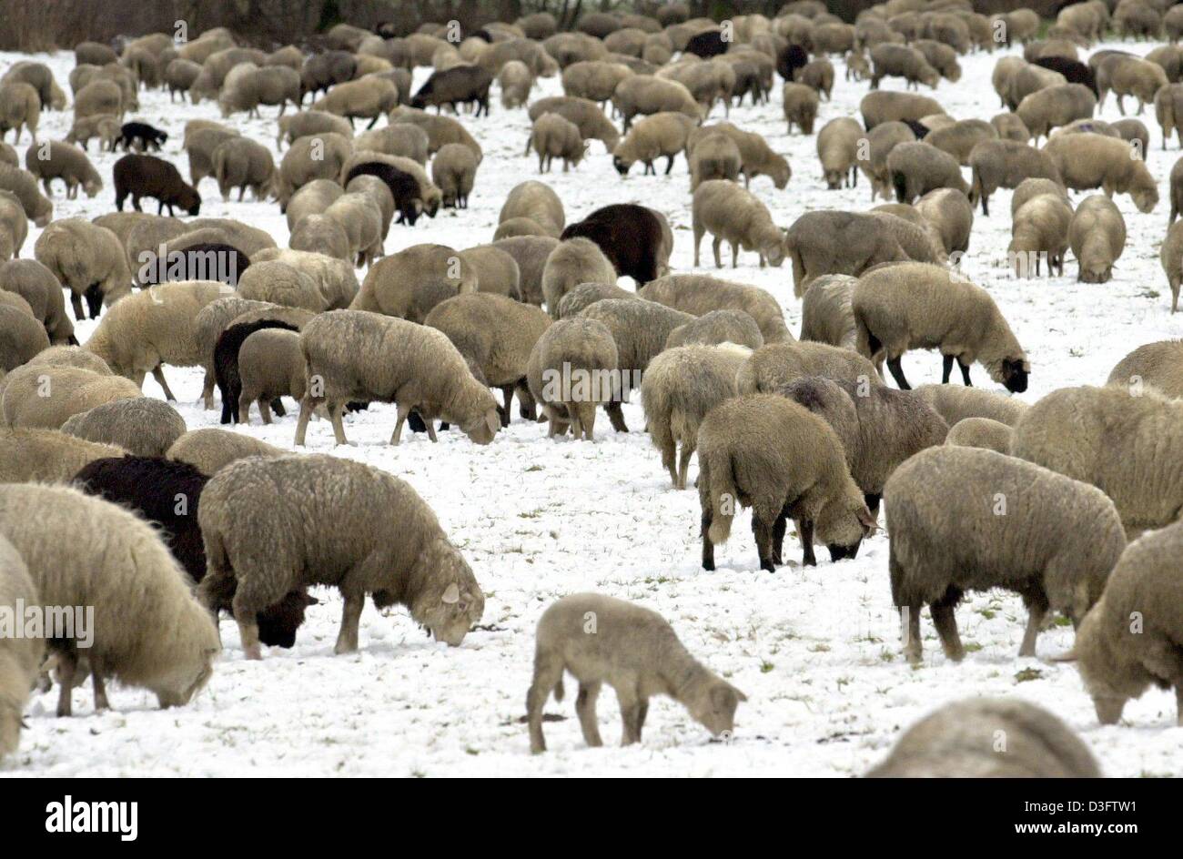 (dpa) - A herd of sheep peacefully graze on a meadow covered with snow near the Black Forest city of Freiburg, southwestern Germany, 4 February 2003. Stock Photo