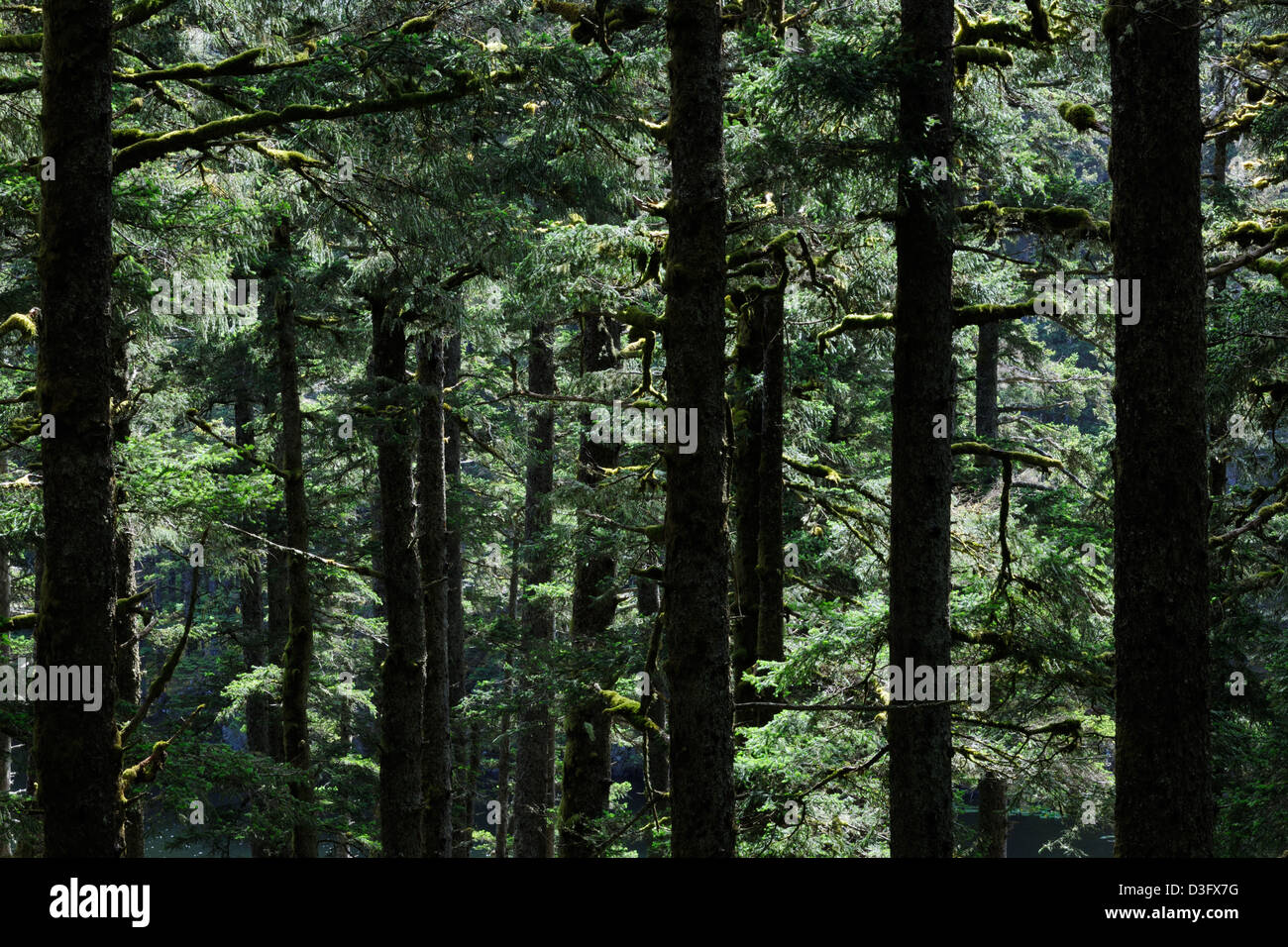 Trees in a pacific or northern rainforest backlit, at the Fort Abercombie National park on Kodiak island, Alaska, USA. Stock Photo