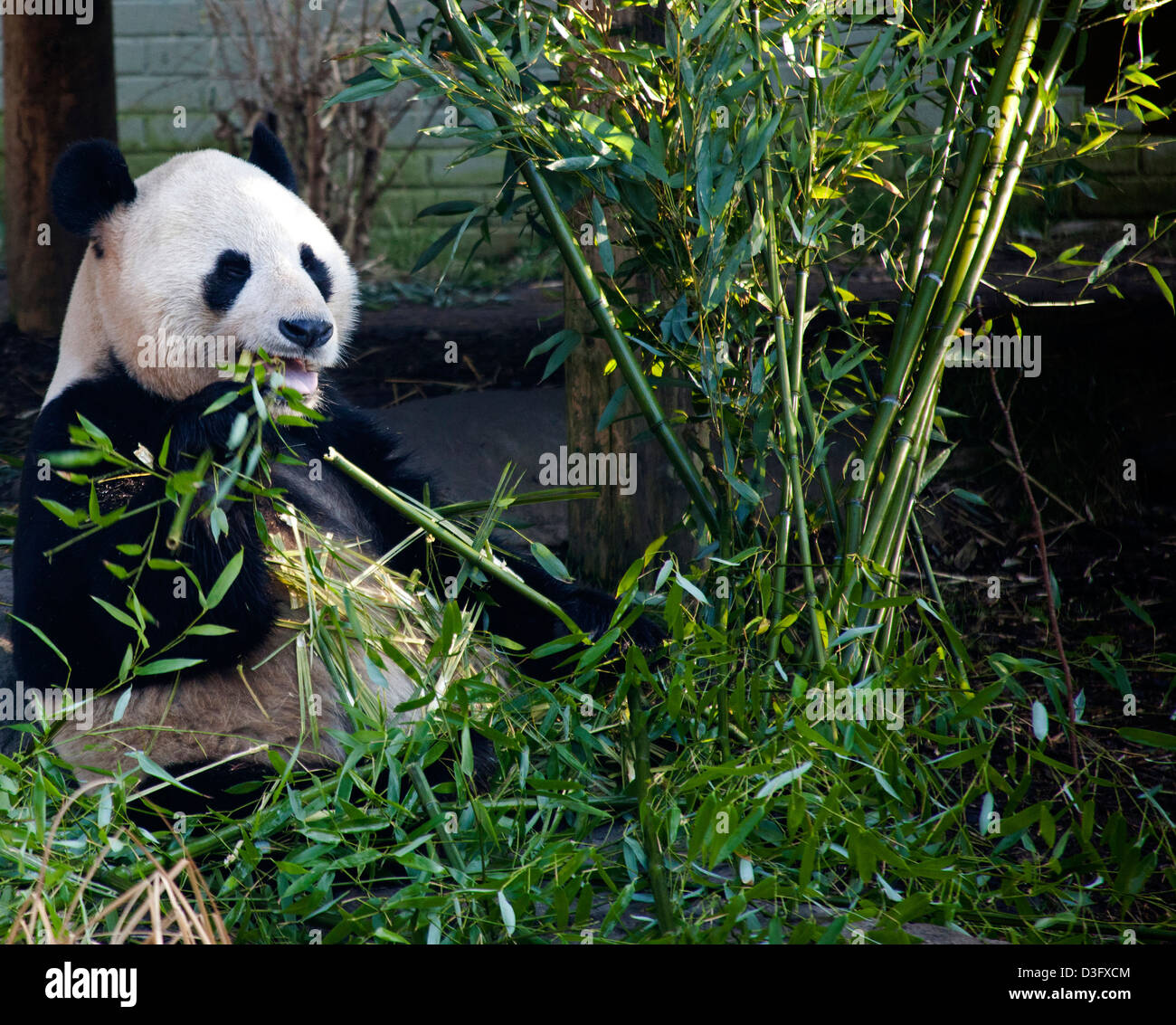 Yang Guang giant Panda Edinburgh Zoo Scotland UK Stock Photo - Alamy