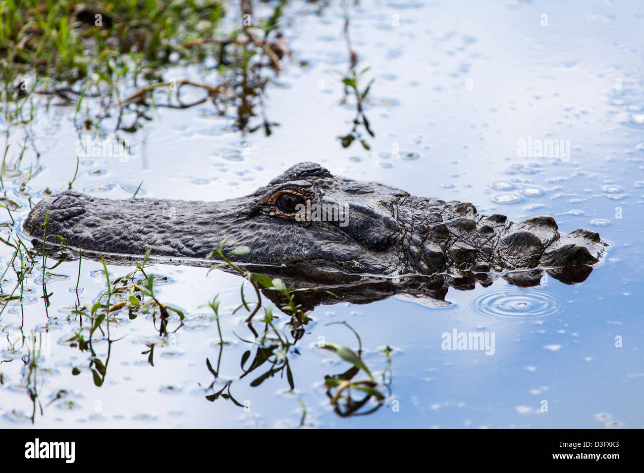 An Alligator (Alligator mississippiensis) in the Everglades, Florida, USA Stock Photo