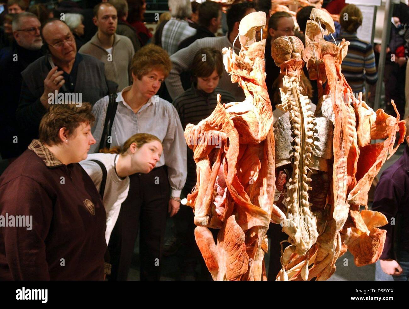 (dpa) - Visitors look at an exhibit at the Body World exhibition in Munich, Germany, 23 February 2003. After weeks of debates the Bavarian administrative court approved on 21 February 2003 of the controversial exhibition Body Worlds to exhibit in Munich. But not all of the prepared human bodies are allowed to be exhibited. Stock Photo