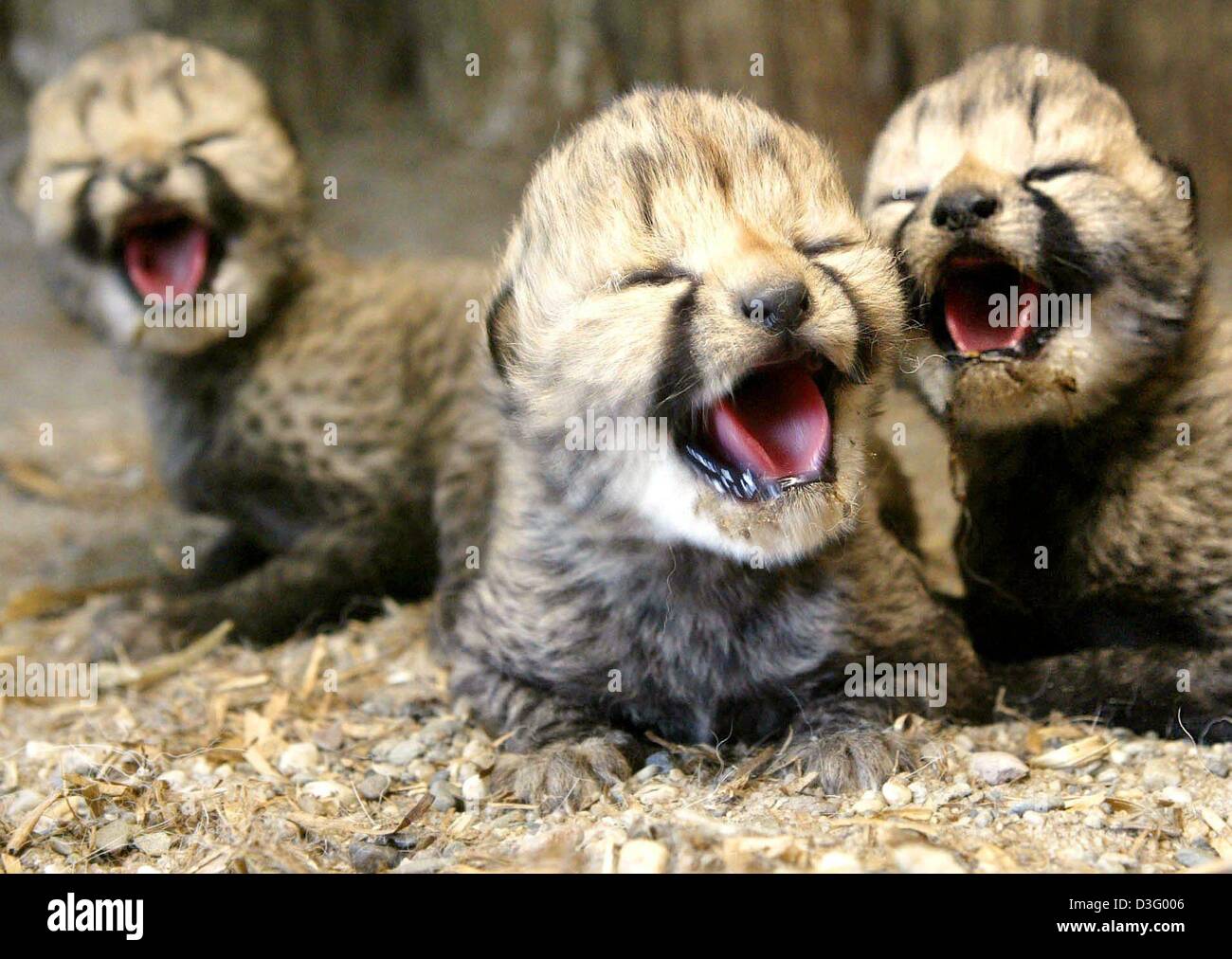 (dpa) - Three cheetah babies yawn in their den in the zoo in Muenster